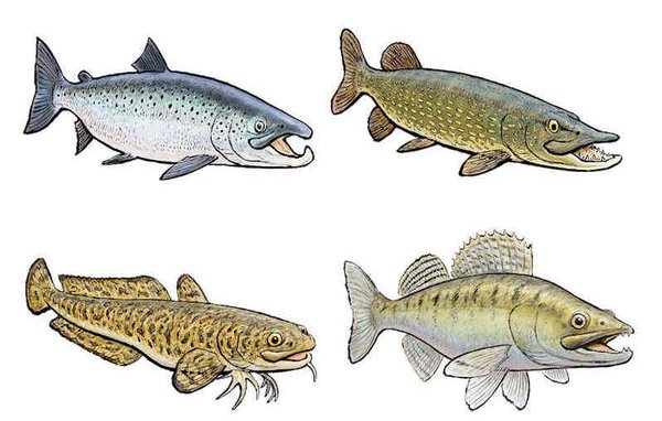 Fish leather - Fish species